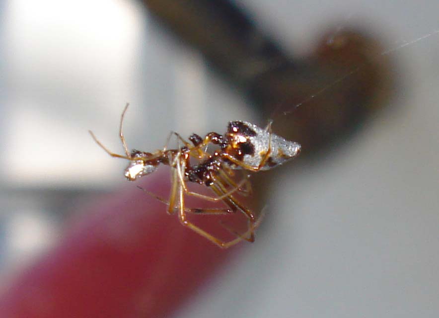Accoppiamento Argyrodes sp. - Sessa Aurunca (CE)