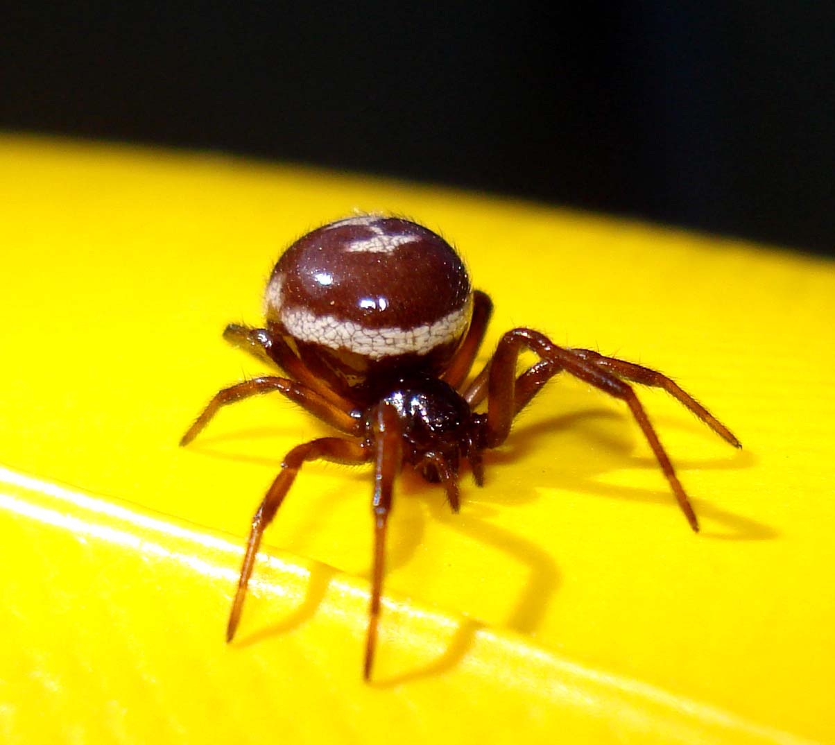 Steatoda paykulliana - Sessa Aurunca (CE)