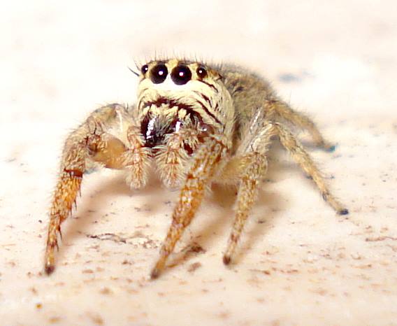 Salticidae:  Macaroeris nidicolens?   S !
