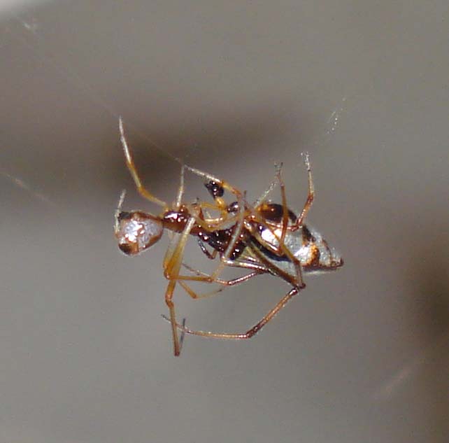 Accoppiamento Argyrodes sp. - Sessa Aurunca (CE)