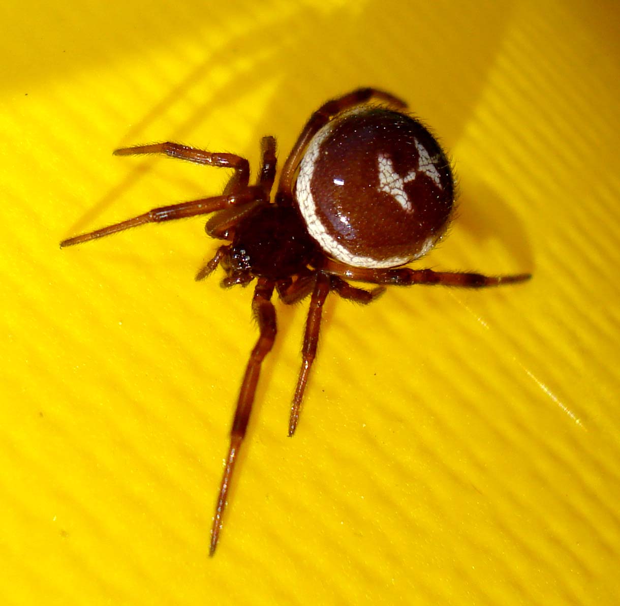 Steatoda paykulliana - Sessa Aurunca (CE)