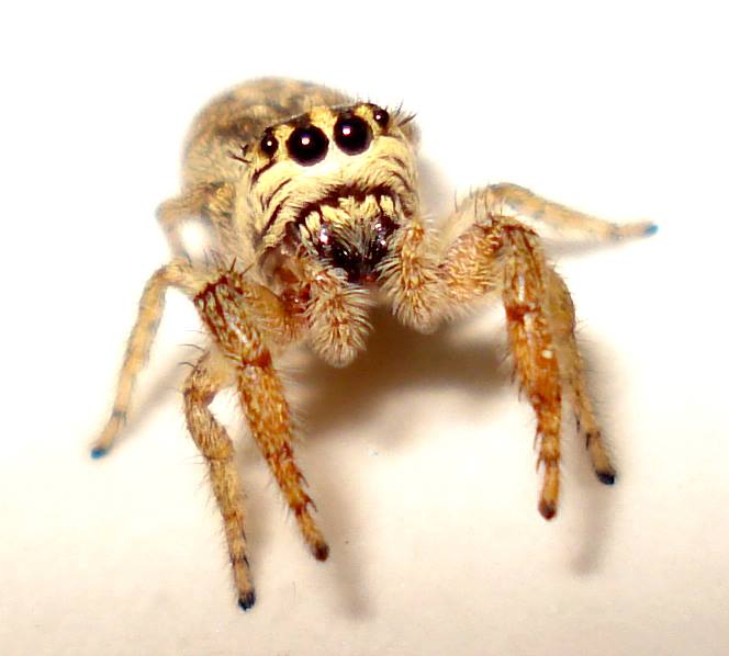 Salticidae:  Macaroeris nidicolens?   S !