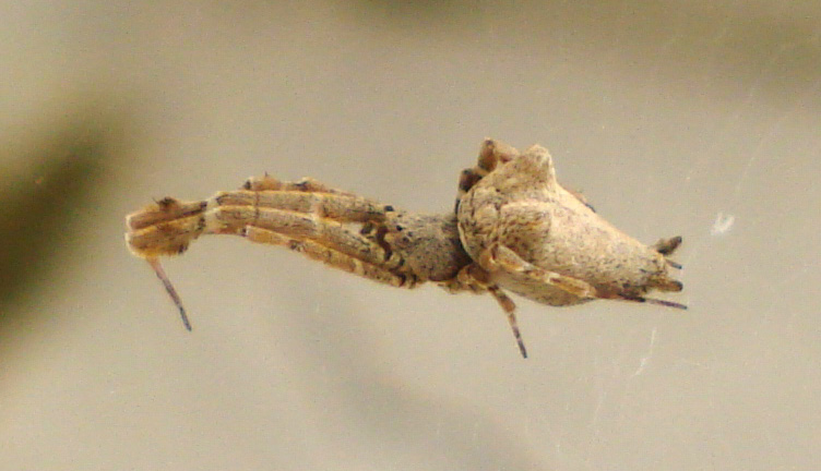 Uloborus plumipes - Anzio (RM)