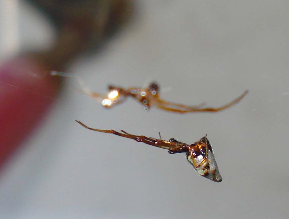 Accoppiamento Argyrodes sp. - Sessa Aurunca (CE)