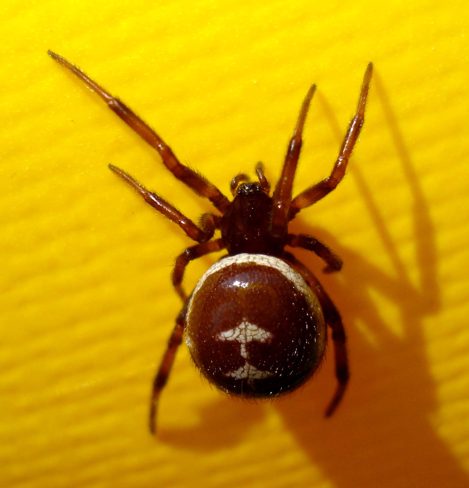 Steatoda paykulliana - Sessa Aurunca (CE)