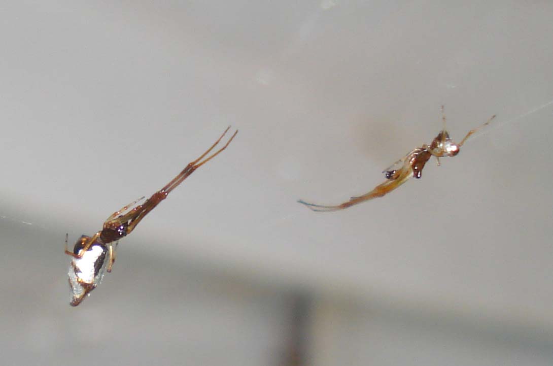 Accoppiamento Argyrodes sp. - Sessa Aurunca (CE)