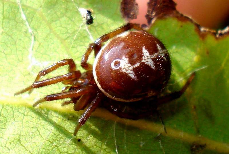 Steatoda paykulliana - Sessa Aurunca (CE)
