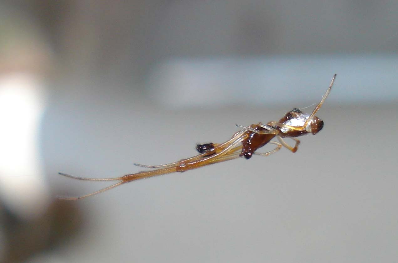 Accoppiamento Argyrodes sp. - Sessa Aurunca (CE)