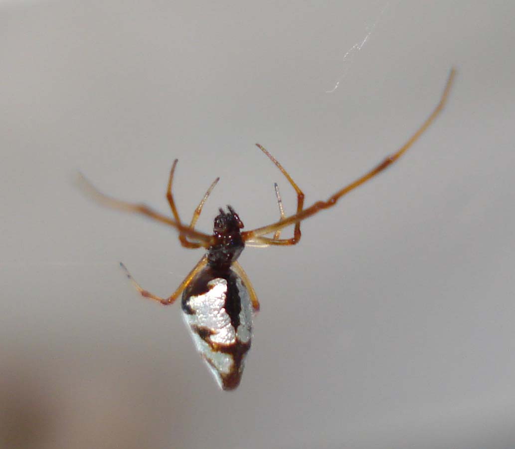 Accoppiamento Argyrodes sp. - Sessa Aurunca (CE)