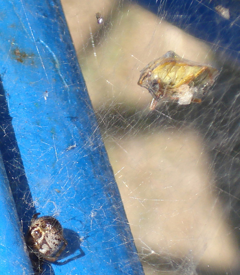 Steatoda nobilis, Pentatomidae, Argyrodes...