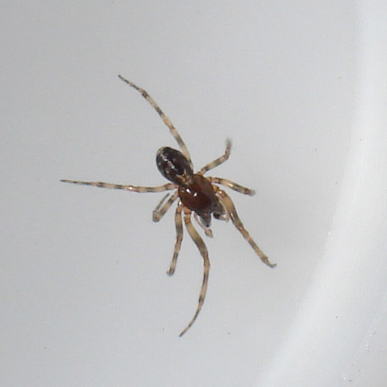 maschio di Enoplognatha mandibularis (Theridiidae)
