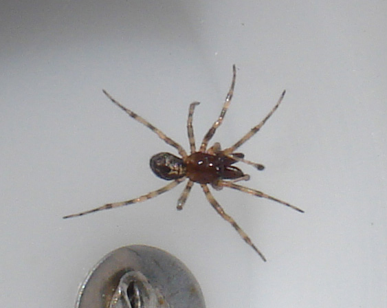 maschio di Enoplognatha mandibularis (Theridiidae)