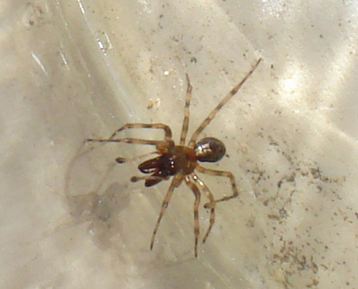 maschio di Enoplognatha mandibularis (Theridiidae)