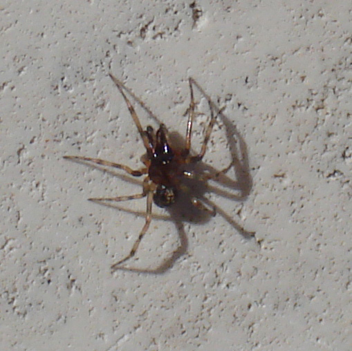 maschio di Enoplognatha mandibularis (Theridiidae)