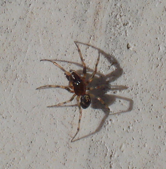 maschio di Enoplognatha mandibularis (Theridiidae)