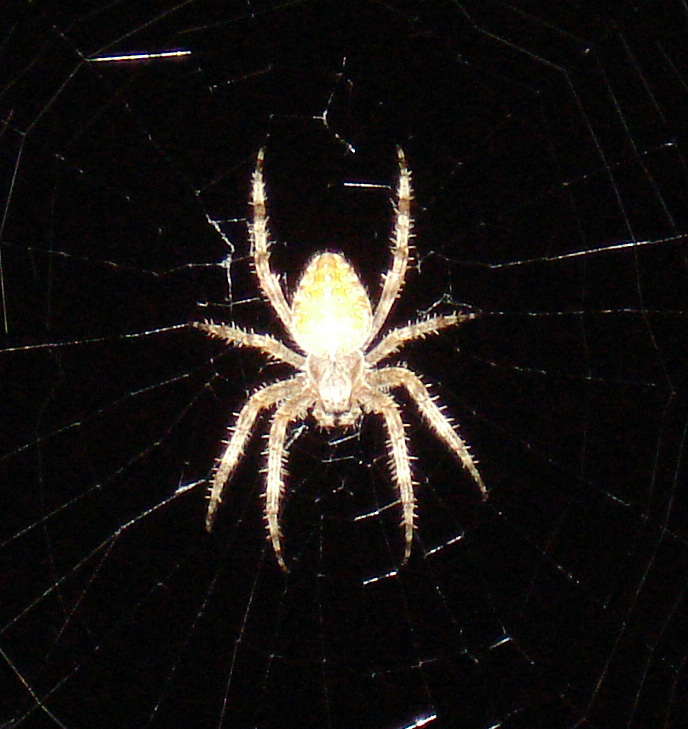 Araneus diadematus - Anzio (RM)