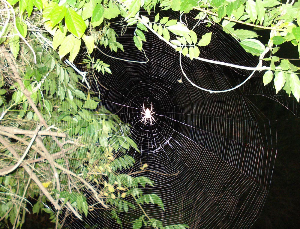 Araneus diadematus - Anzio (RM)