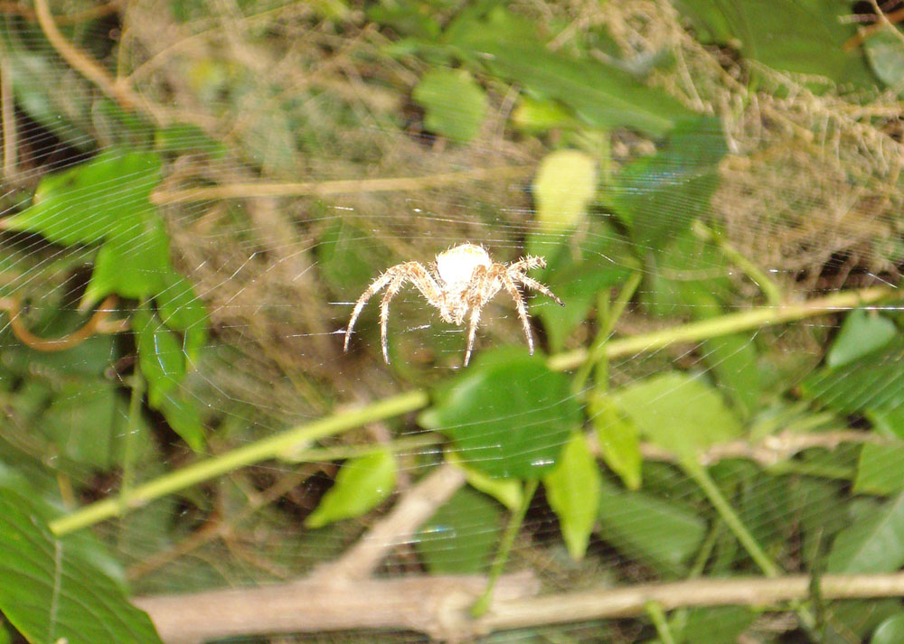 Araneus diadematus - Anzio (RM)