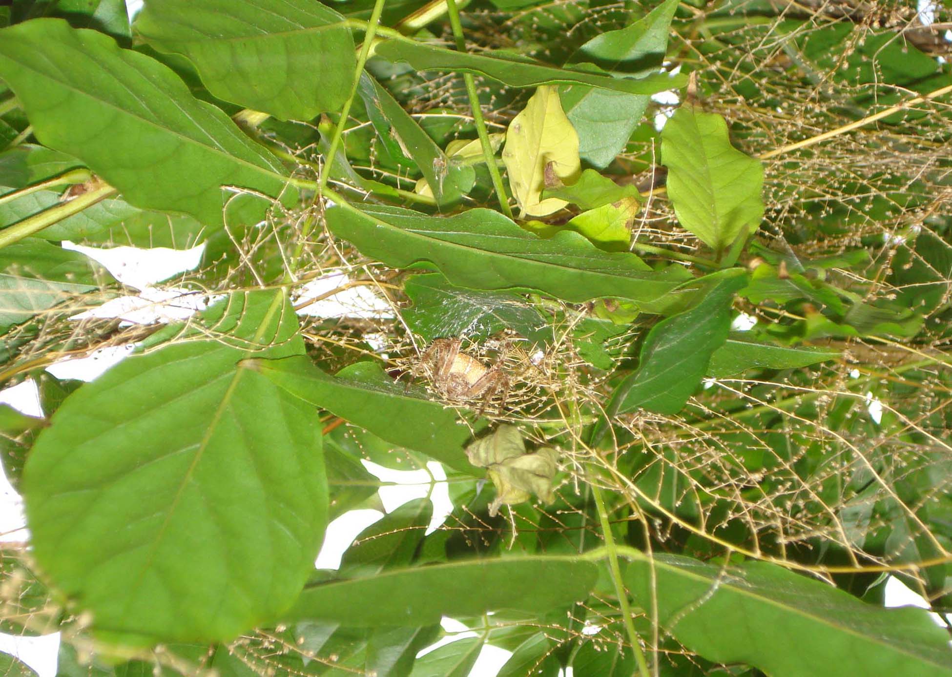 Araneus diadematus - Anzio (RM)