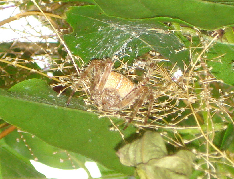 Araneus diadematus - Anzio (RM)