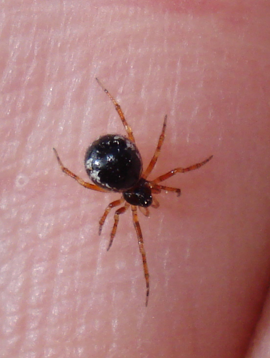 Sardinidion blackwalli - Anzio (RM)