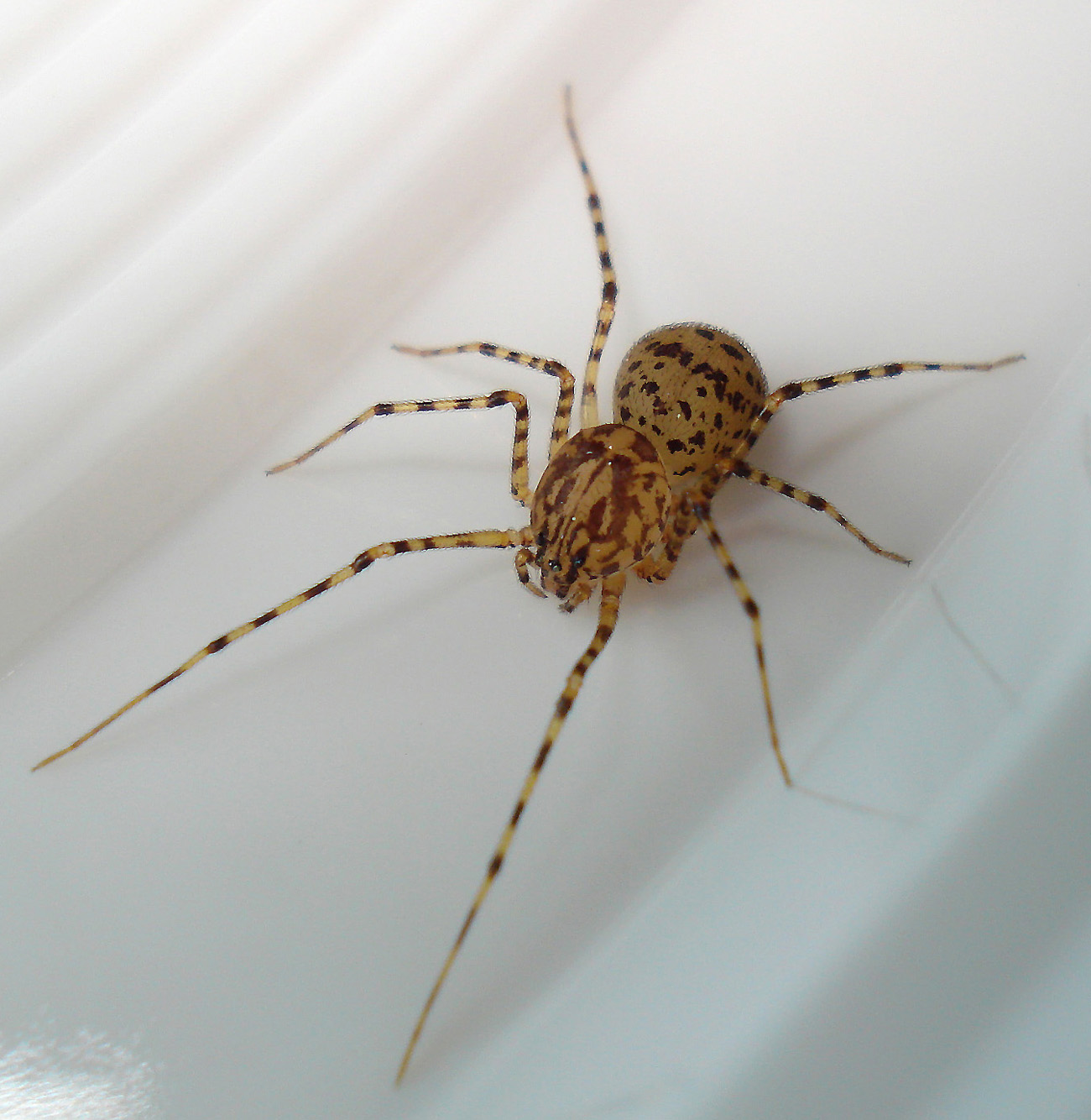 Scytodes thoracica - Anzio (RM)