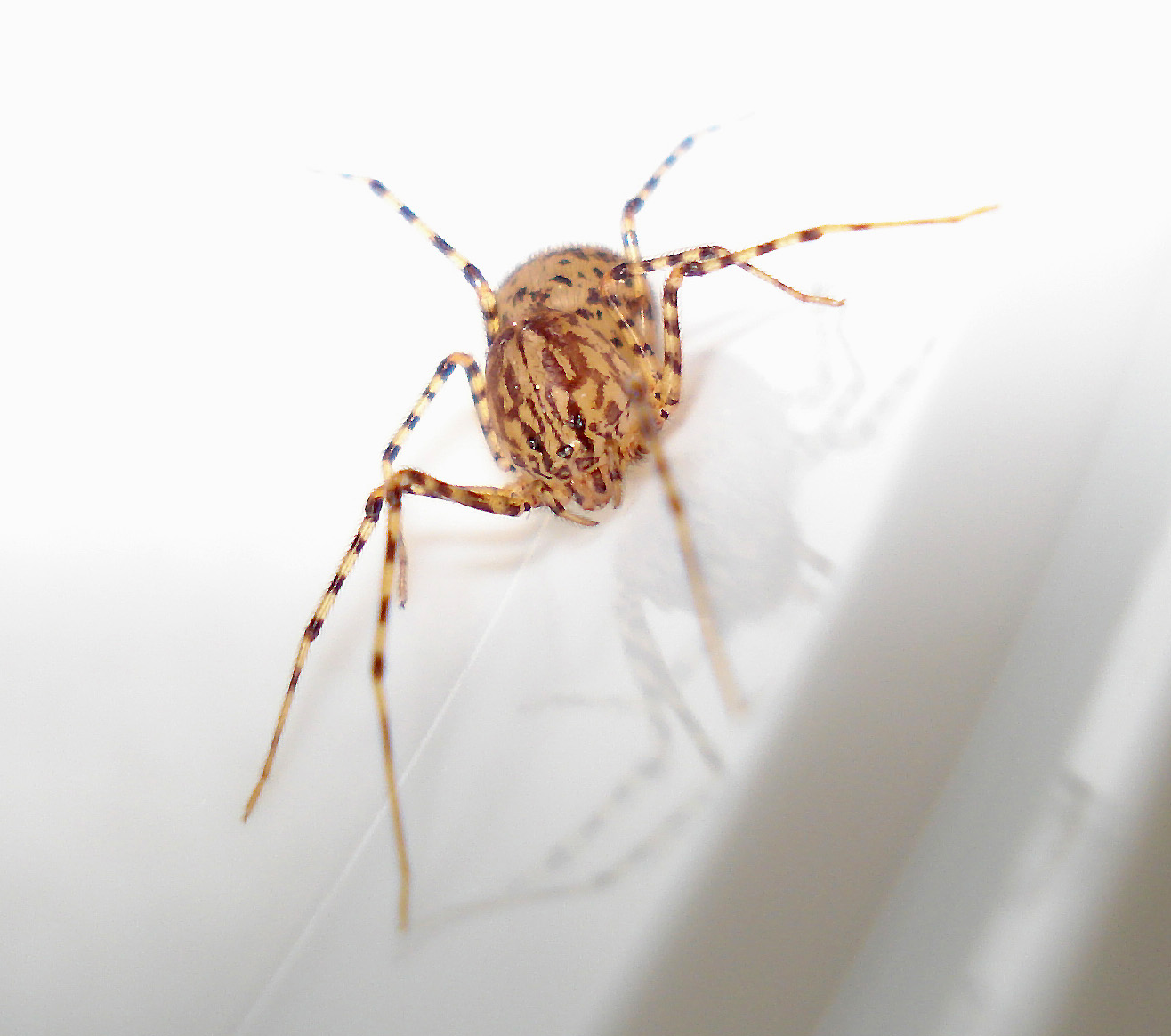 Scytodes thoracica - Anzio (RM)