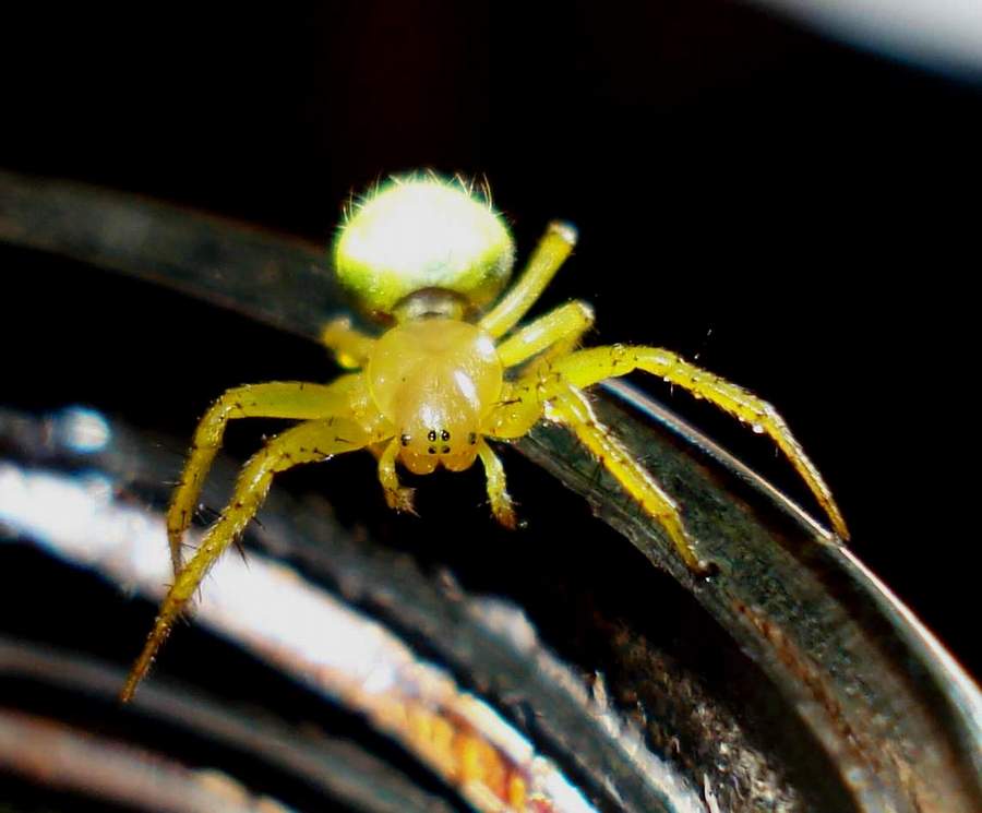 Araniella sp. - Anzio (RM)