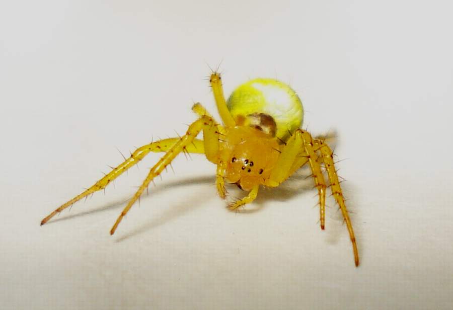 Araniella sp. - Anzio (RM)