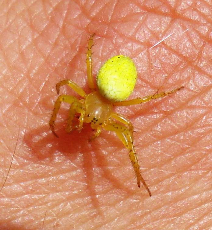 Araniella sp. - Anzio (RM)