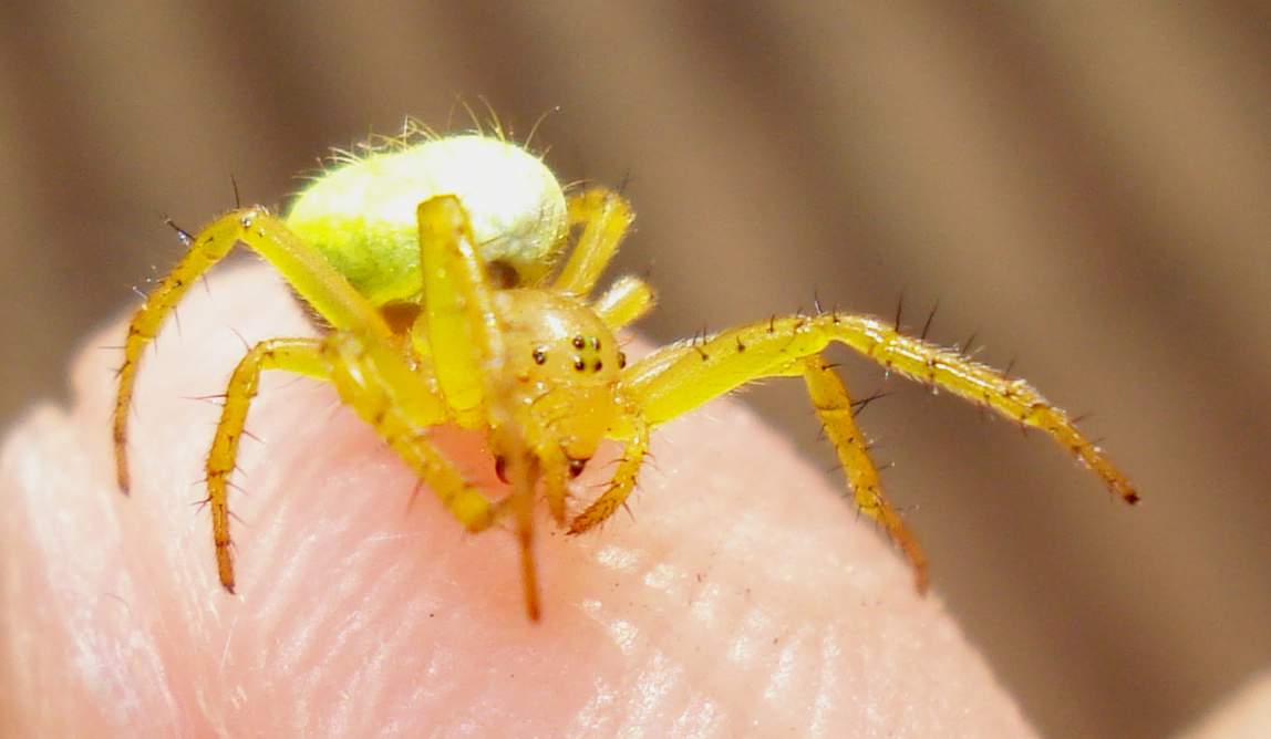 Araniella sp. - Anzio (RM)