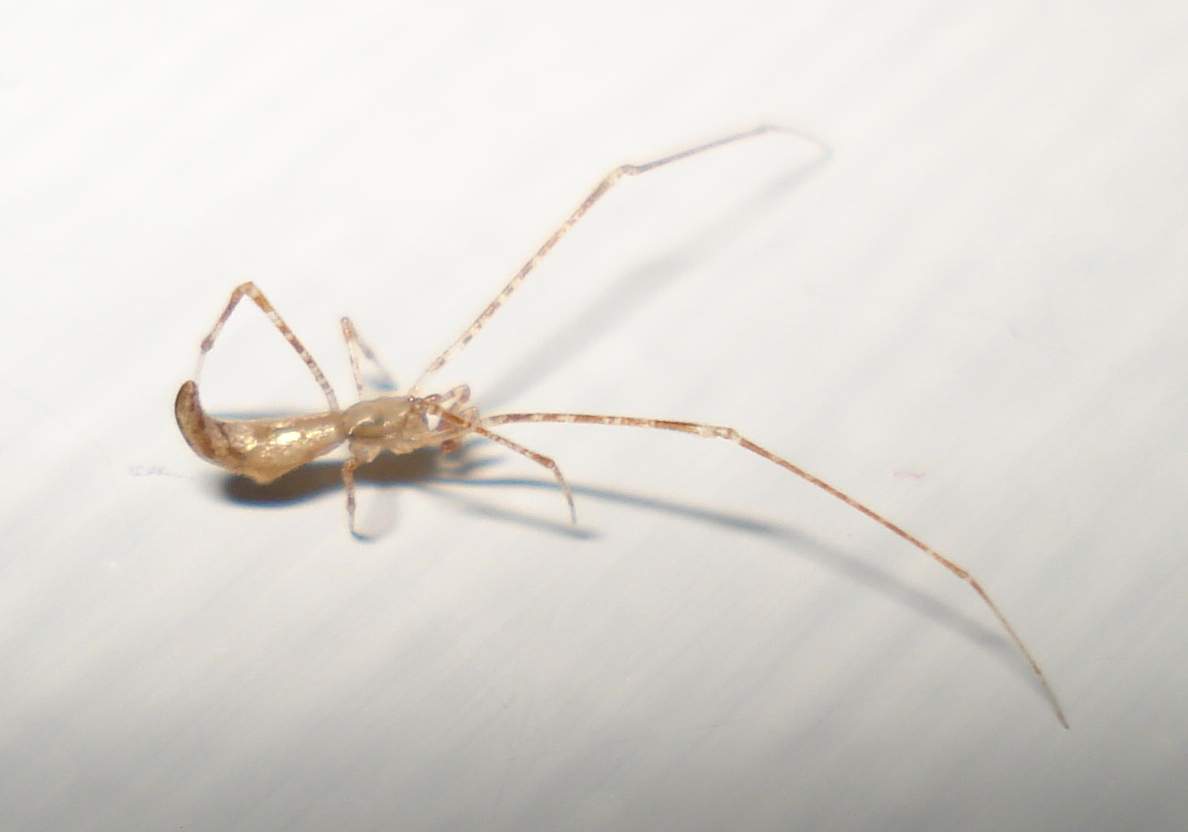 ♂ Rhomphaea sp. - Anzio (RM)