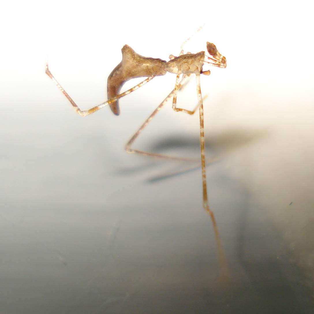 ♂ Rhomphaea sp. - Anzio (RM)