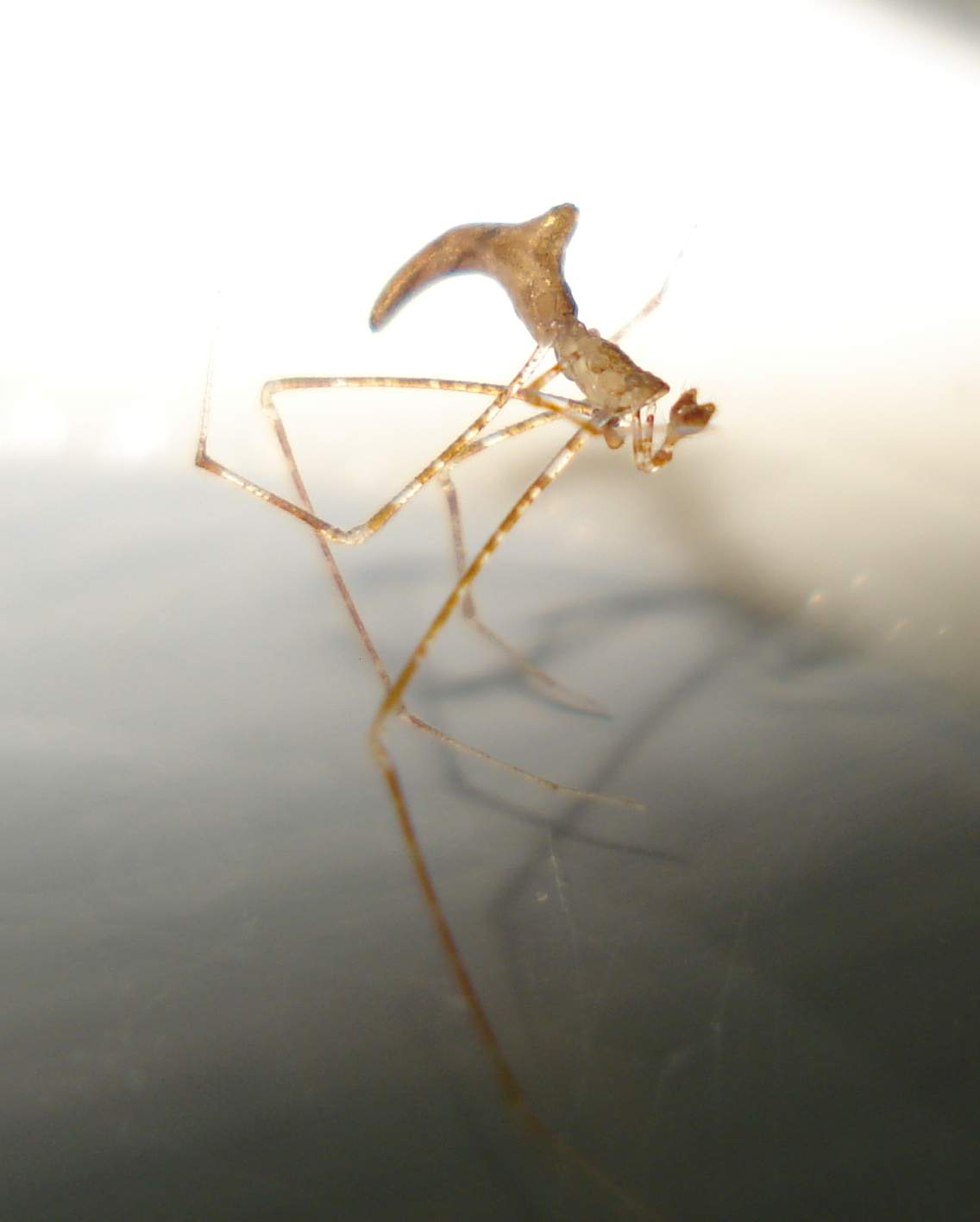 ♂ Rhomphaea sp. - Anzio (RM)