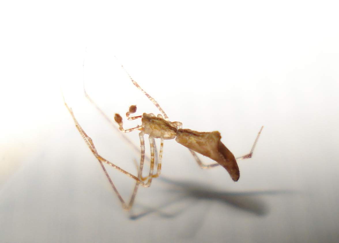 ♂ Rhomphaea sp. - Anzio (RM)