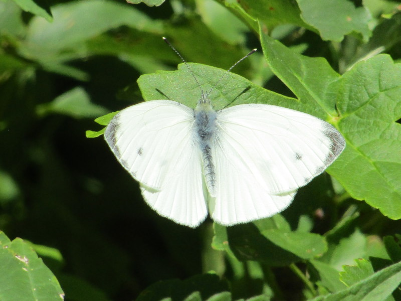Pieris napi?