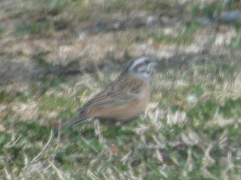 Zigolo muciatto  (Emberiza cia)?  S !