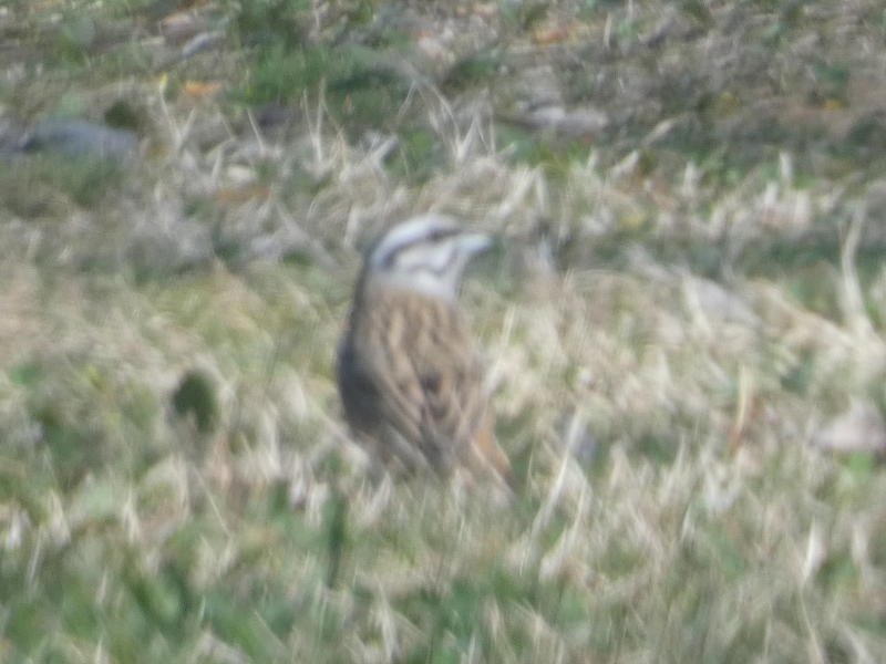 Zigolo muciatto  (Emberiza cia)?  S !