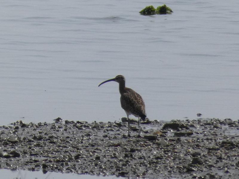 Chiurlo piccolo (Numenius phaeopus) ?  S !