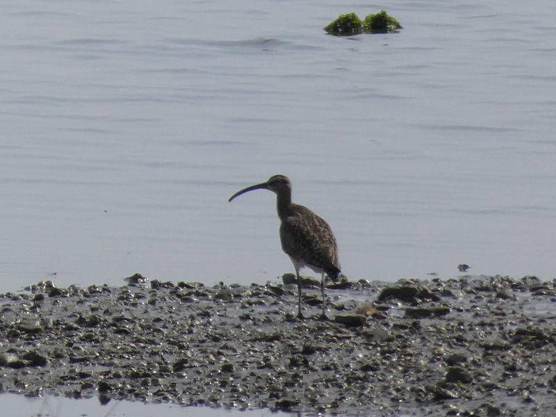 Chiurlo piccolo (Numenius phaeopus) ?  S !