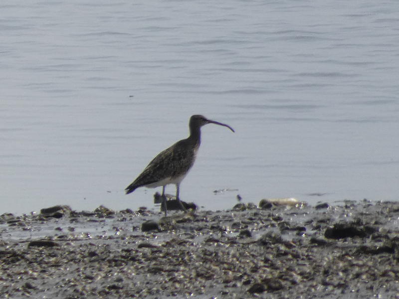 Chiurlo piccolo (Numenius phaeopus) ?  S !