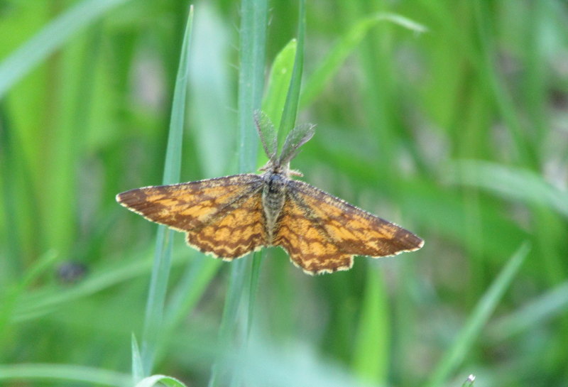 Falena da ID: Ematurga atomaria - Geometridae