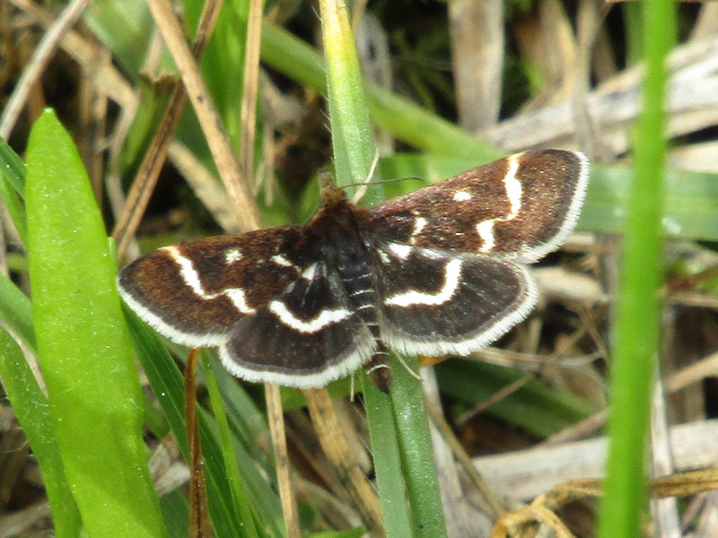Farfallina scura da ID: Pyrausta nigrata - Crambidae