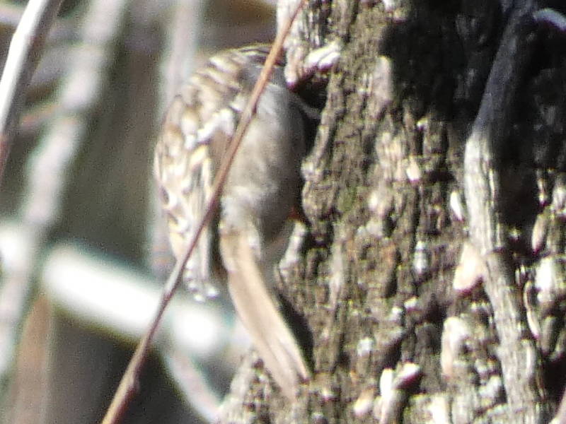 Quale rampichino (Certhia sp.)?