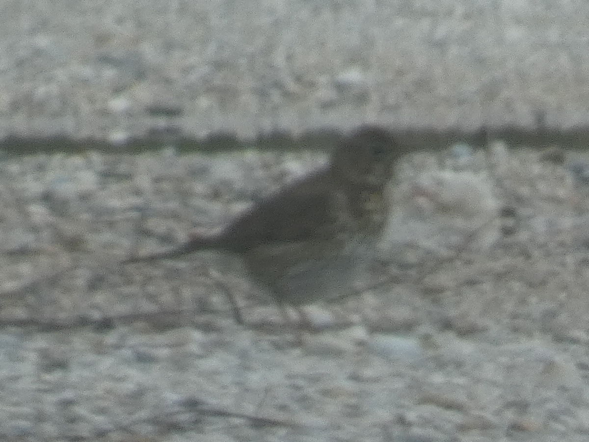 Pispola (Anthus pratensis)