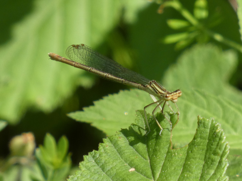 Sympecma fusca?