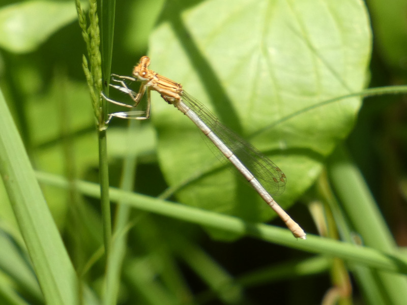 Aiuto identificazione - femmina di Platycnemis pennipes