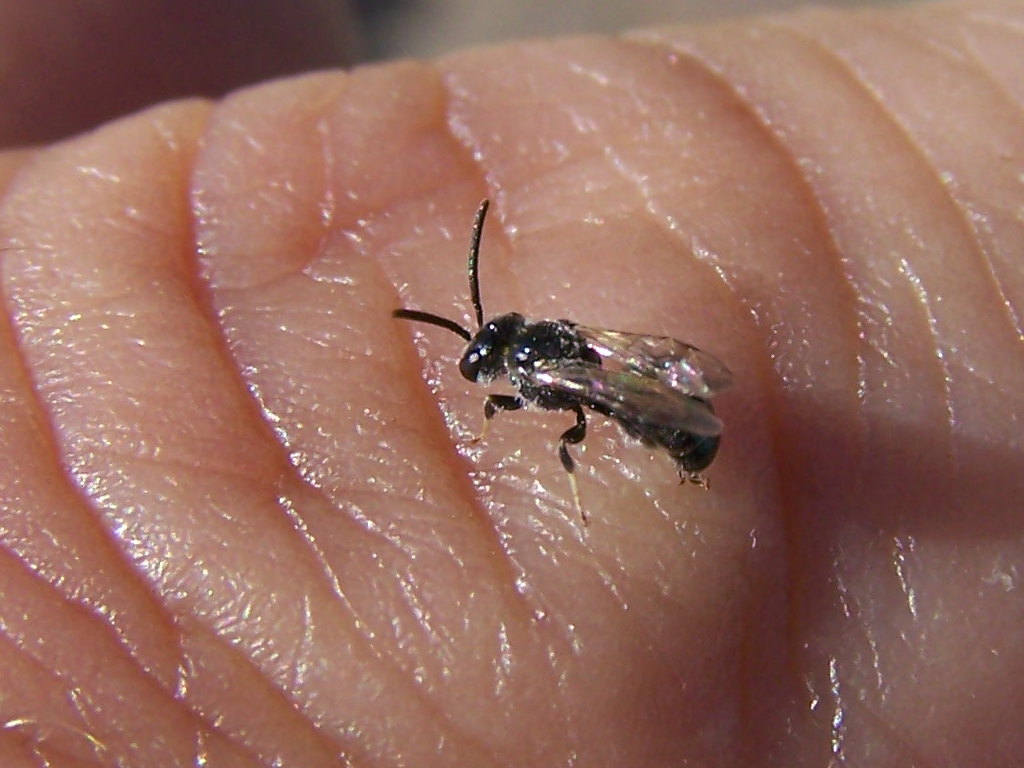 ripescato 2: Apoideo