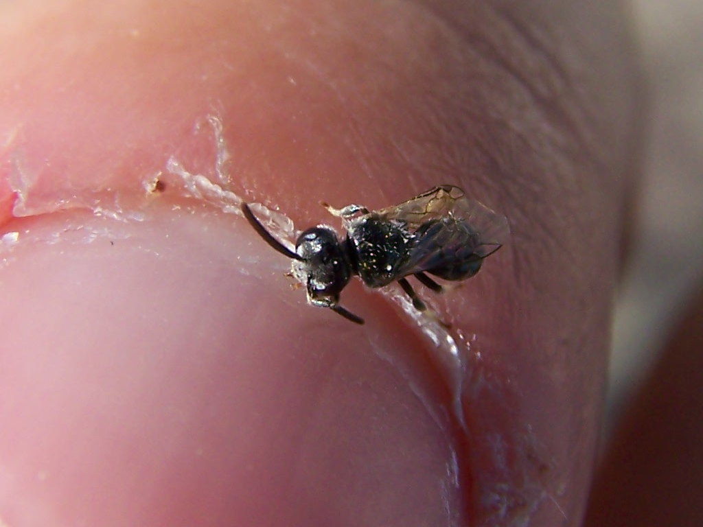 ripescato 2: Apoideo