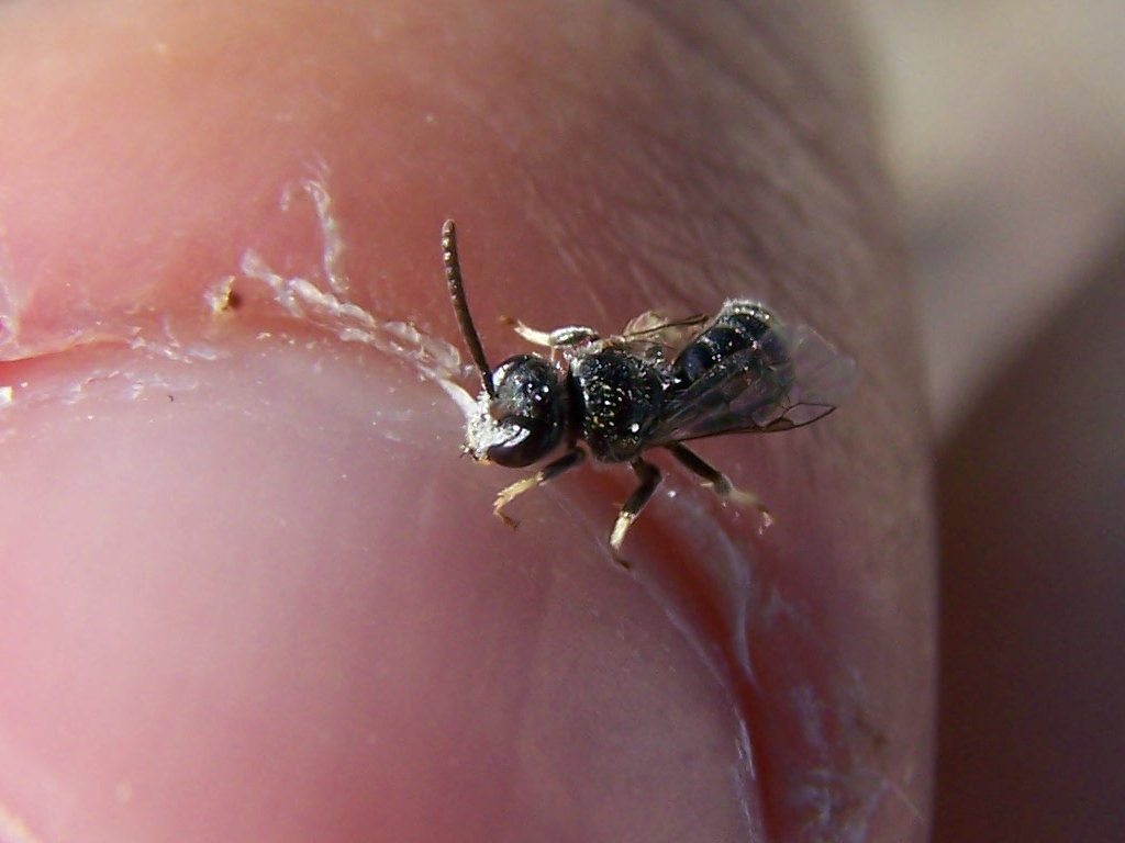 ripescato 2: Apoideo